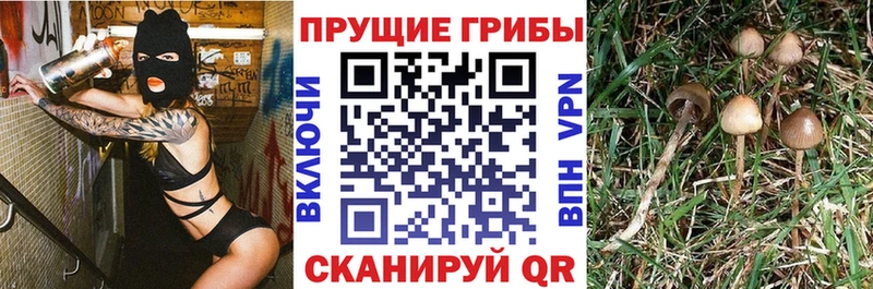 Псилоцибиновые грибы Psilocybine cubensis  где купить   Саяногорск 